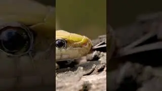 The Indian python (Python molurus)#shorts #viral #shortsvideo