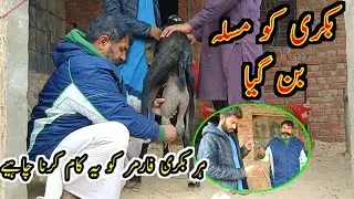 Mastitis Treatment In Goats - Natural Treatment Of Mastitis In Urdu - Swelling In Goats Udder