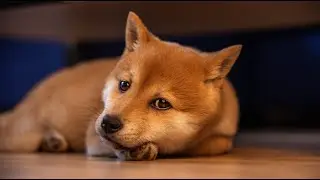 Shiba Inu Puppy Growing Up (9 Weeks - 1 Year)