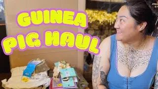 May 2025 Guinea Pig Haul!