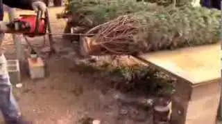 How Milberger's Nursery Prepares Christmas Trees for the Stand
