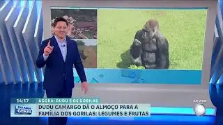 Dudu Camargo d&aacute; comida para gorilas em parque de SP | BALAN&Ccedil;O GERAL