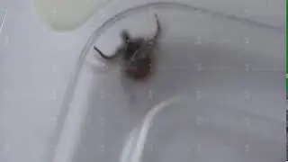 tick crawling in a box trying to get out