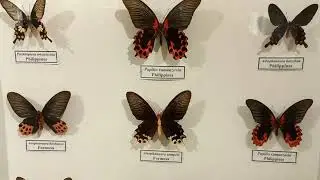 Collection of Tropical Swallowtails Includes Gorgeous Butterflies. Entomology Science.
