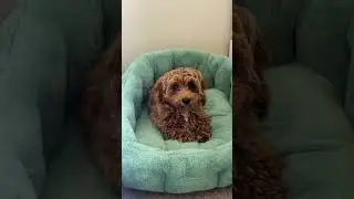 Comfy lounge bed! #aesthetic #dogaccessories #dogessentials #doglife #petcrate #puppy