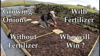 Allotment Diary : Planting Heat treated Onion Sets Experiment in the No Dig Beds.
