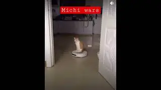 #starwars #robot #viralvideo #michis #gatos #inteligenciaartificial #cat #catlover #parati #activa