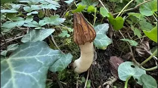 Morchella semilibera, April 12, 2024