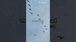 Why Geese Fly in a V-Shape: The Secret of Their Migration