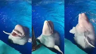 POV Close Up Meeting a Whale Aquarium Life.