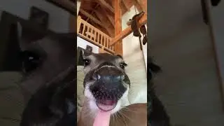 Her favorite #funny #animals #memes #cute #shorts