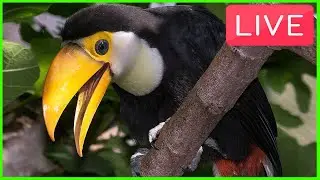 Flock Friday! (Live Stream 6-5-20)