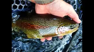 Fly Fishing the Upper Mckenzie River Oregon