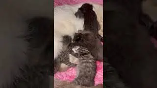 Sleepy meows 😻 #cute #kitten #sleep #meow #moments #foryou