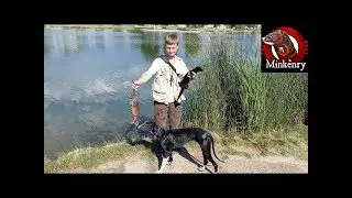 Fang the Mink Helps Onsa the Lurcher's Catch a Muskrat