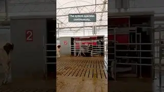 Chemical Free Robotic Milking 🐄