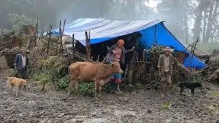 This is Rural Himalayan Village Life | poor but happy lifestyle in Dolpa nepal | Shepherd Life Nepal