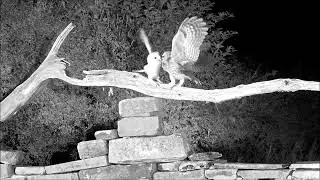 Tawny Owl v Barn Owl: Dramatic Standoff of Between Owl Species | Discover Wildlife | Robert E Fuller