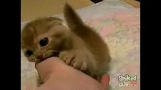 ♥Cute Cats and Kittens Doing Funny Things 2018♥ #7 - Funny Cat compilation