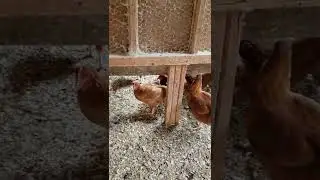 Young chicks need to go outside and explore the world.