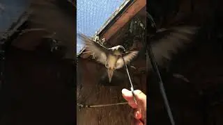 Cliff Swallow eating on the wing.