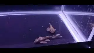 Green dragon 🐉 bristlenose plecos  - January 11,  2026