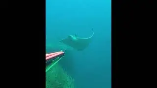 Massive Bull Ray #shorts