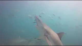 Hundreds of sharks at Shark Cleaning Station in Coral Bay!