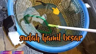CIRI-CIRI IKAN GUPPY HAMIL ATAU AKAN MELAHIRKAN