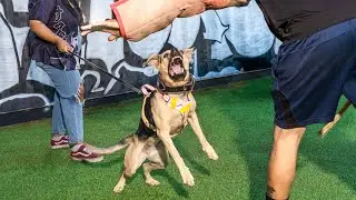 Massage on a bite working dog