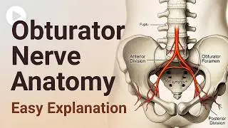 Obturator Nerve | Lower Limb Anatomy | Easy Explaination | #medicalstudent