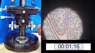 Kohler 101-  Setup your optical microscope illumination in under 101 seconds ! Microscope training