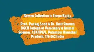 Semen Collection in Chegu Bucks