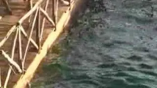 Don't Bungee Jump in Acapulco