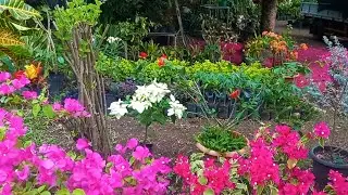 PLANTAS DE MI JARDIN LISTAS PARA PROPAGAR Y VENDER #jardín #flowers #plantas 