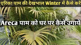 🌴How to grow Areca Palm at home||How to Grow Areca Palm||How to take care of Areca Palm in winter