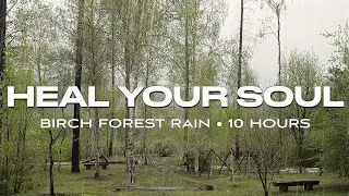 Cozy Safe Space to Heal Your Heart | Birch Forest & Wooden Benches | Rain Sounds [10 HOURS]