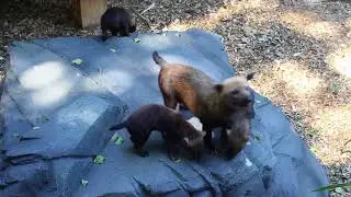 Bush dog pups go exploring!