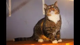 Welcome to Treats with the Lair Kitties