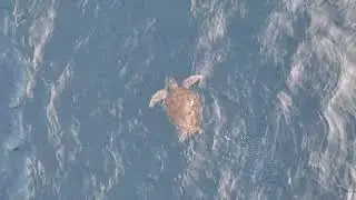 20260116 sea turtle