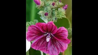 bouquets du jardin