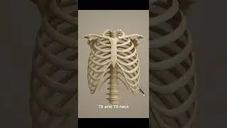 Learn Anatomy# Ninth Rib#Bone