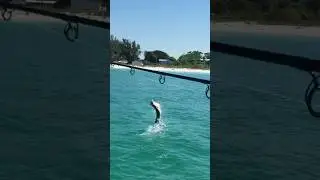 Jumping Tarpon off Anna Maria Island, Florida.  #fishing #tarpon #fish #annamariaisland