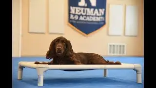 Wally (Field Spaniel) Puppy Camp Dog Training Video Demonstration