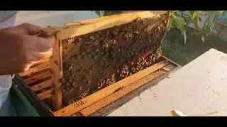 (18.09.2024) LUCRĂRI ÎN STUPINĂ ȘI PUIETUL LA MOMENT!
