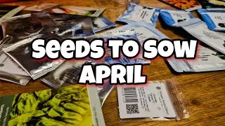 Seeds I'm Sowing Late March To Early April [SEEDS TO SOW AND GROW I APRIL]