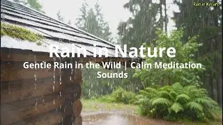 🌧️Rain In Nature : Gentle Rain in the Wild | Calm Meditation Sounds