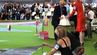 World Dog Show 2011 Paris. Maltese