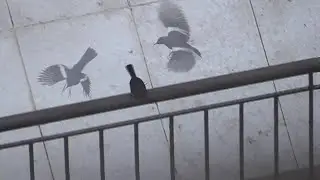 Male oriental magpie robin's curious mating dance