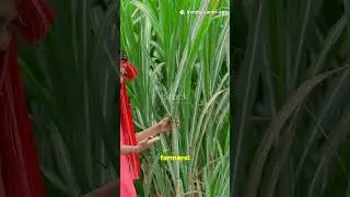 Ethanol Production: India to promote E20